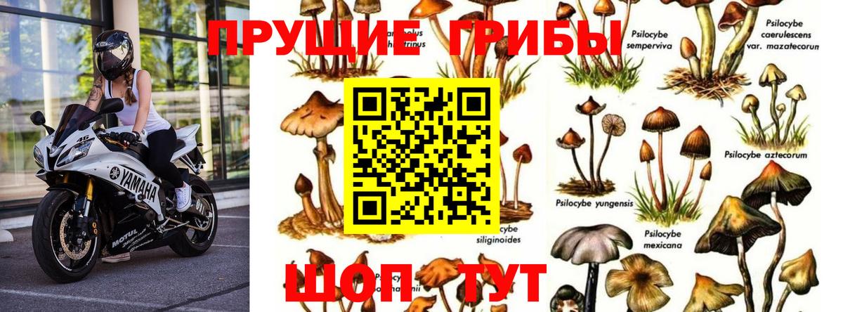 Псилоцибиновые грибы Cubensis Аша